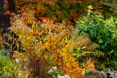 Chasmanthium latifolium in autumn garden clipart