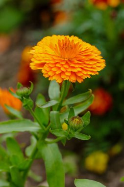 Calendula veya Marigold yakınlaşın.