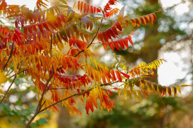 Sonbahar yapraklı Sumac Ağaçları