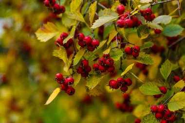Hawthorn bulanık arkaplanı kapat