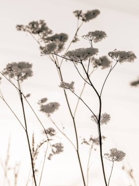 hoarfrost ile kaplı çimen