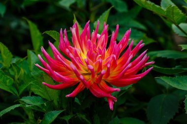 Dahlia Çiçeği Yaklaş