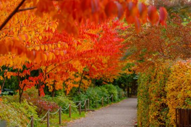  Sonbahar manzarası manzarası 