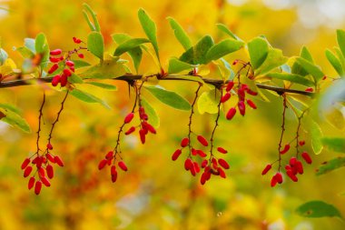 Böğürtlenler bulanık arkaplanı kapatır