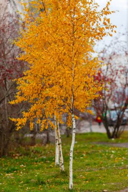 Sonbaharda sarı yapraklı huş ağacı