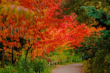  Sonbahar manzarası manzarası 