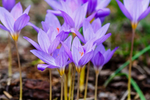 Krokus Sativus Blommor Närbild — Stockfoto