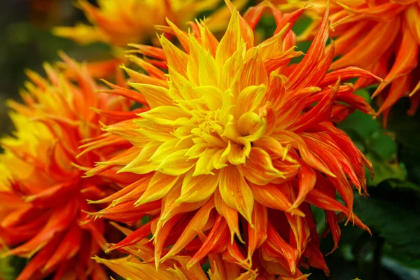 Dahlia Virág Közelkép — Stock Fotó