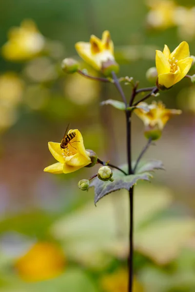 Bee Kirengeshoma Palmata — Stock Photo, Image