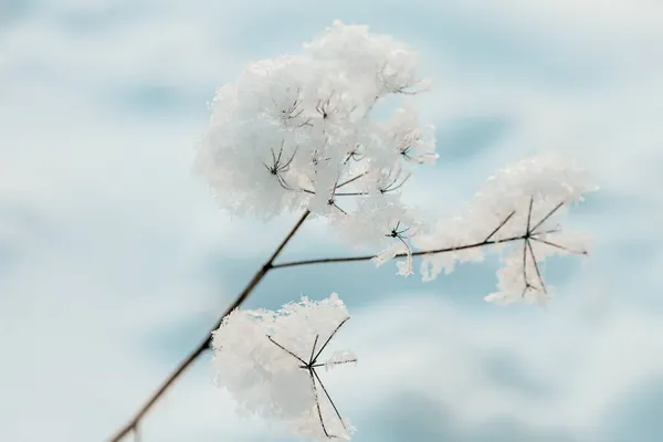 草覆盖着白霜 — 图库照片