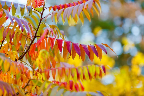 Sonbahar Yapraklı Sumac Ağaçları — Stok fotoğraf