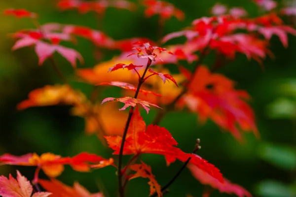 Kırmızı Akçaağaç Yaprağı Ile Sonbahar Arka Plan — Stok fotoğraf