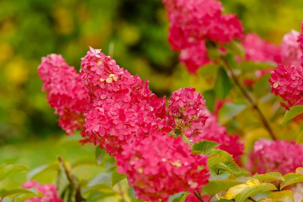 Hortensia Roja Paniculata Flores Cerca —  Fotos de Stock