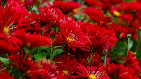 Chryzantéma Korejské Květiny Zavřít — Stock fotografie