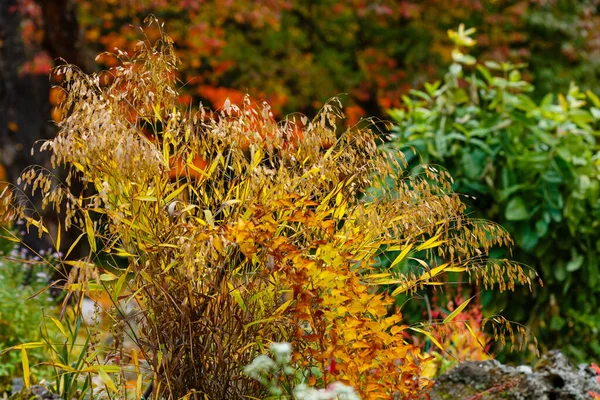 Chasmanthium Latifolium Nel Giardino Autunnale — Foto Stock