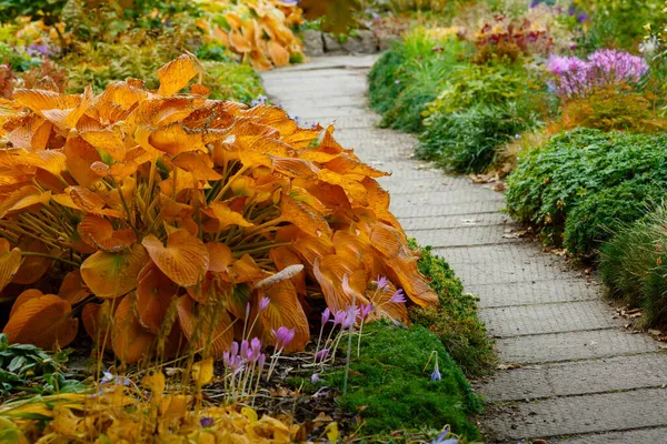 Sonbahar sarısı hosta kapat