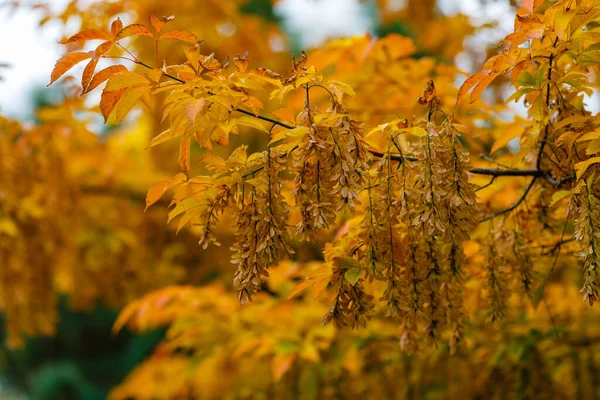 Klonowe Nasiona Gałęzi Jesienią — Zdjęcie stockowe
