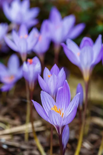 Crocus Sativus Flowers Close — Stock Photo, Image