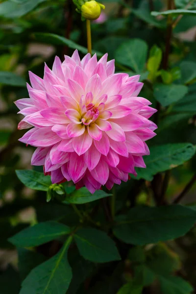 Dahlia Kwiat Zamknij Się — Zdjęcie stockowe