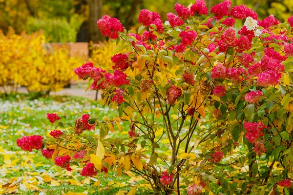 Fiori Hortensia Paniculata Rosso Vicino — Foto Stock