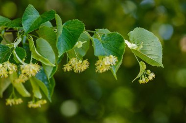 Bahar mevsiminde Linden çiçek açar.