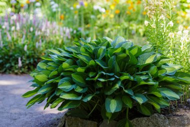 Yeşil Hosta bahçeden ayrılıyor.