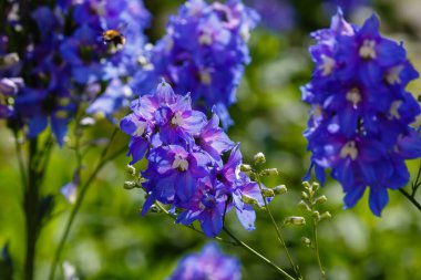 Bahçedeki Delphinium veya larkspur çiçekleri 