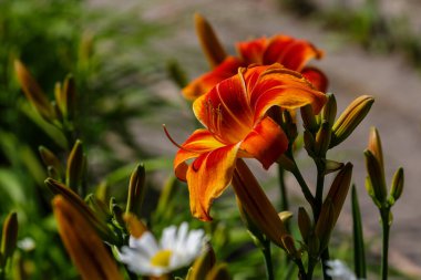 Hemerokali ya da çayırda günlük çiçekler