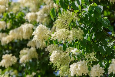 Doğada Amur leylağı (Latin Şırınga amurensis) çiçekleri