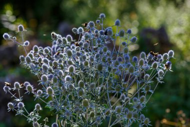 Yaban mersinli yaban arısı ya da bahçede eryngium çiçeği