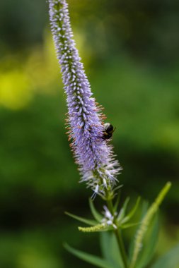 Veronica 'nın mavi çiçeklerindeki yaban arısı (lat. Veronicastrum )