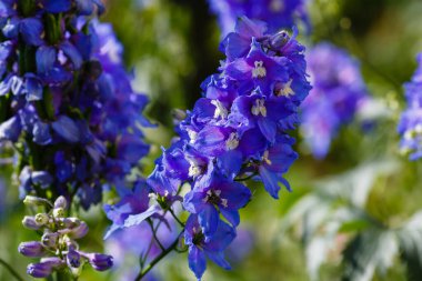 Bahçedeki Delphinium veya larkspur çiçekleri 