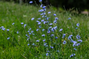 Yaygın hindiba (lat. Cichorium intybus) Çayırdaki çiçekler