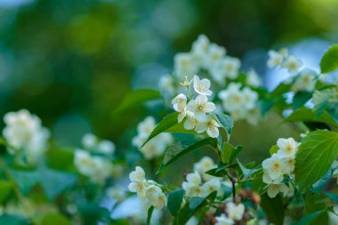 Chubushnik ( lat. Doğada çiçekler var.