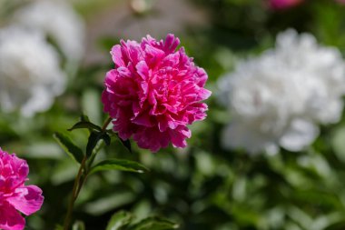 Güzel Şakayık çiçekleri Bahçe