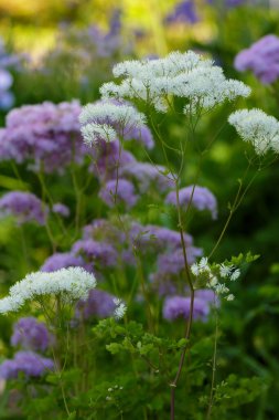 Fesleğen (Latin Talictrum) çiçekleri doğada