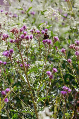 Yaz otlağında çiçekler üzerinde kelebek