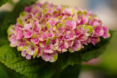 Güzel ortanca makrofila pembe çiçekler.