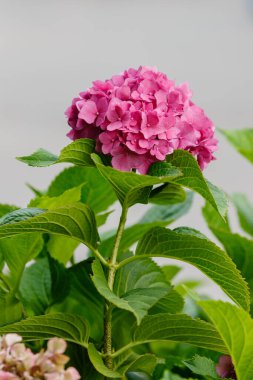 Hydrangea makrophylla çalısı. Yaklaş.