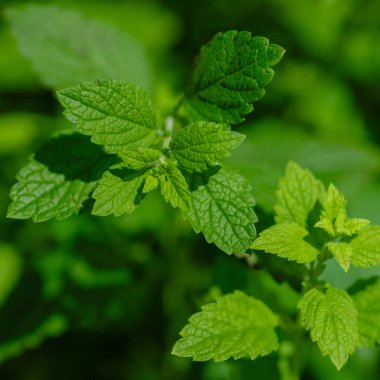 Melissa, yeşil arka planda görevli.