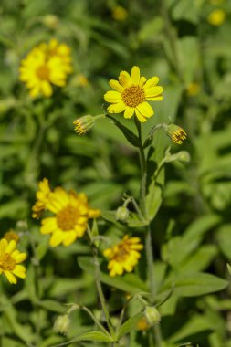 Bahçedeki Arnica veya Baranez çiçekleri