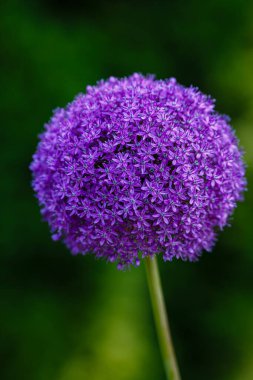 Bahçede büyüyen Allium mor çiçekleri