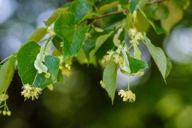 Bahar mevsiminde Linden çiçek açar.
