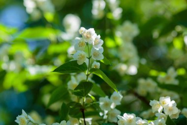 Chubushnik ( lat. Doğada çiçekler var.