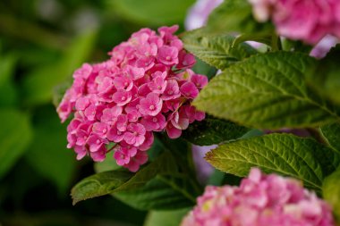 Güzel ortanca makrofila pembe çiçekler.