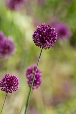 Eğil (düz. Allium rotundum) çiçekleri 