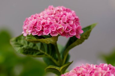 Güzel ortanca makrofila pembe çiçekler.