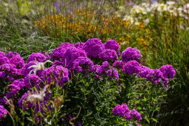 Phlox yaz bahçesinde panikledi.