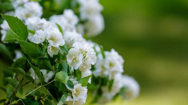 Chubushnik ( lat. = = Özellikler = = Bahar mevsiminde