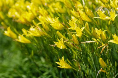 Sarı zambak ya da krasodnev (Latin Hemerocallis) çiçekleri